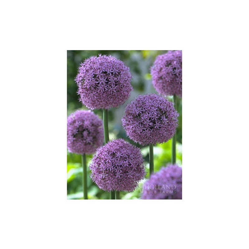 Allium Giganteum, 1 bulb, Holland Park