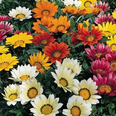 Gazania Kiss Mix F1, 1000 seminte