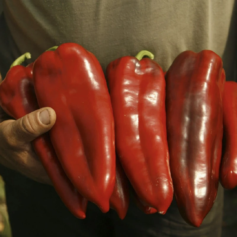 Seminte Ardei Dinamica F1 RZ - 100 seminte