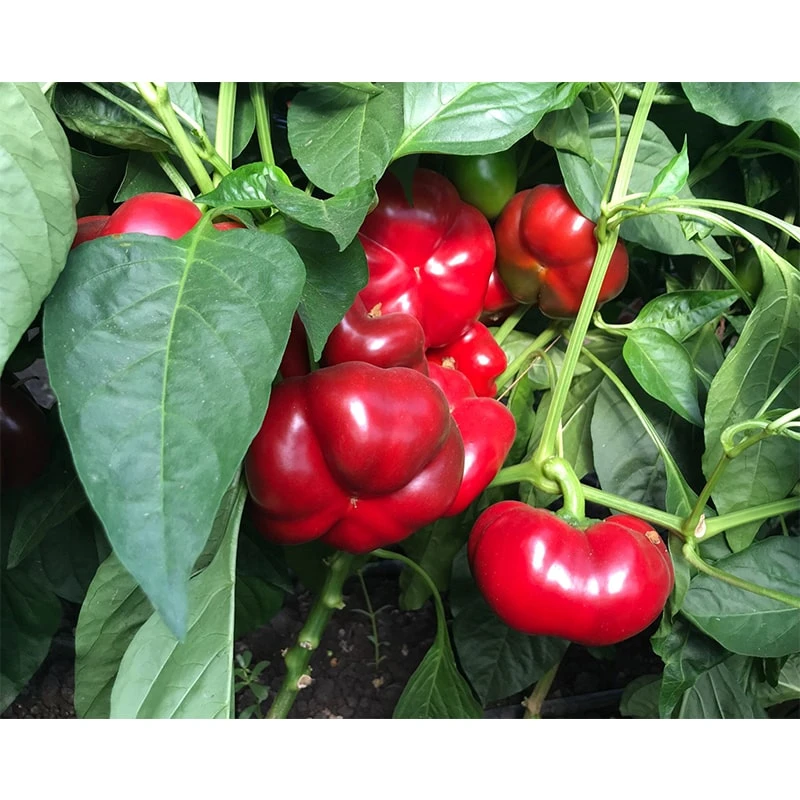 Seminte Ardei gogosar TRAIAN F1 Hektar, 100 seminte