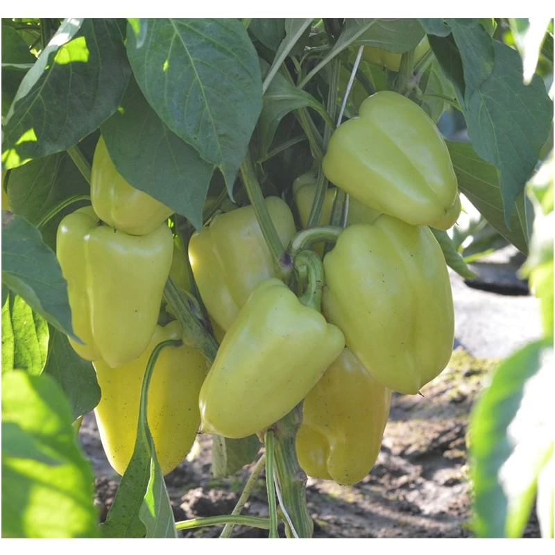 Seminte Ardei gras DACIANA F1, Hektar, 50 seminte