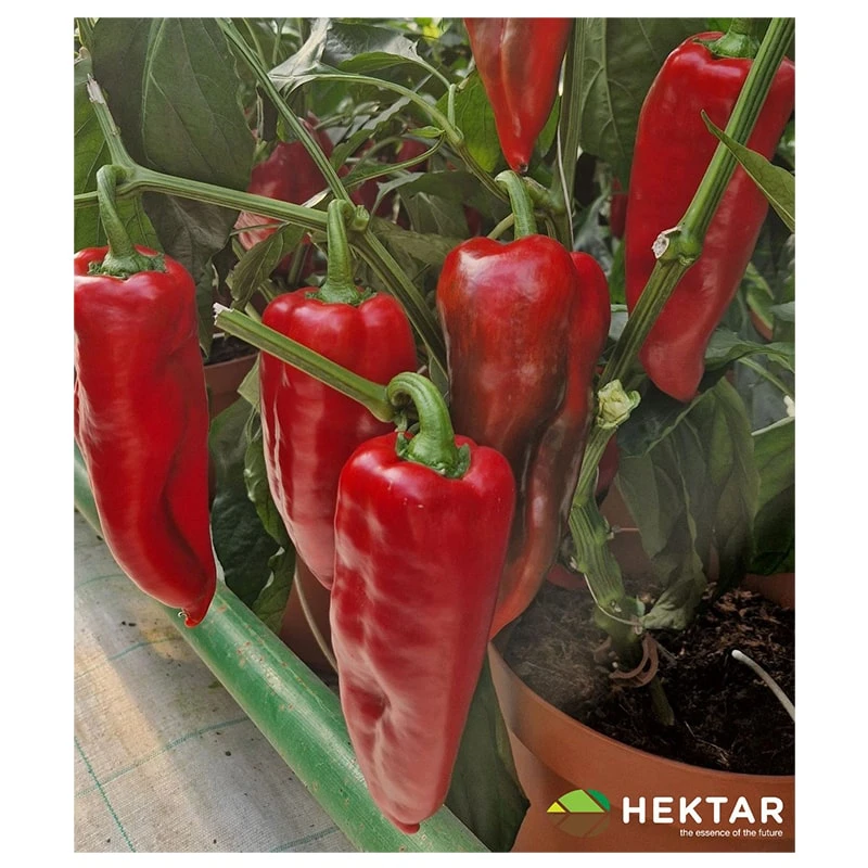 Seminte Ardei lung Kapia NAPOCA F1 Hektar, 500 seminte