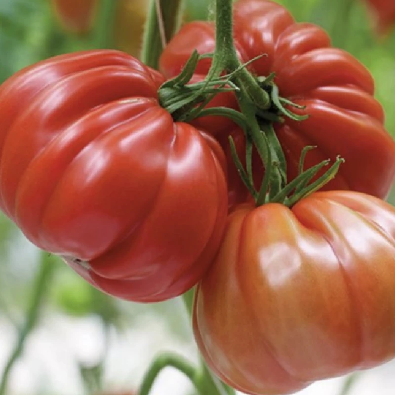 Seminte Tomate GRIFONE F1, Enza Zaden - 100 seminte